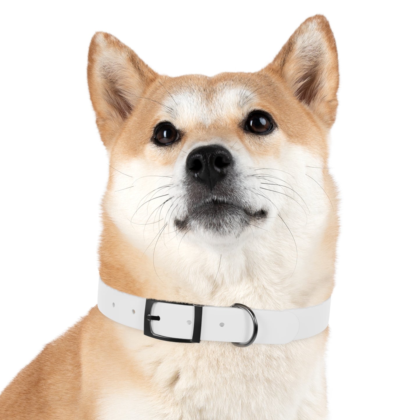 Dog Collar